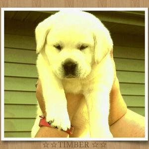 Meet your Posher, Meg